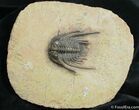 Elegantly Spined Leonaspis Trilobite #1527-1
